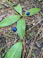 Clintonia uniflora