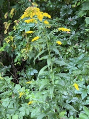 Solidago gigantea