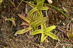 Pinguicula alpina