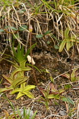 Pinguicula alpina