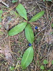 Clintonia uniflora