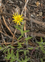 Heterotheca villosa