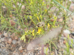 Anthophila