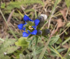 Gentiana parryi