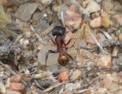 Pogonomyrmex rugosus