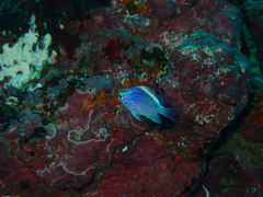 Chromis alta