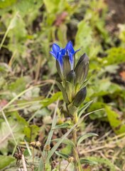 Gentiana parryi
