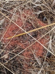 Cuscuta californica