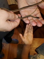 Thamnophis saurita saurita