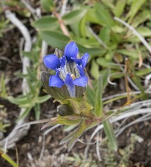 Gentiana parryi