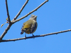 Rauenia bonariensis