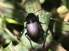 Poecilus