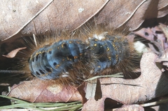 Euthrix potatoria