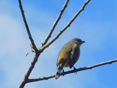 Rauenia bonariensis