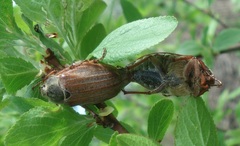 Melolontha melolontha