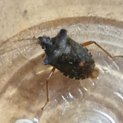 Pentatoma rufipes