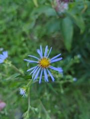 Symphyotrichum puniceum