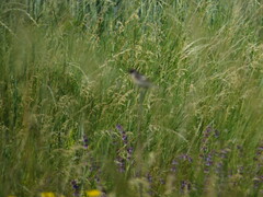 Saxicola rubicola