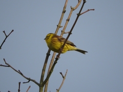 Emberiza citrinella