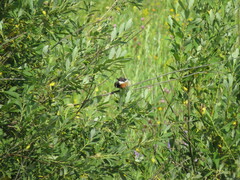 Saxicola rubicola