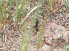 Pogonomyrmex rugosus