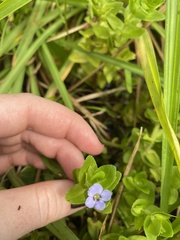 Bacopa caroliniana