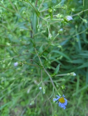 Symphyotrichum puniceum