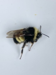 Bombus terricola