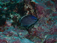 Chromis alta
