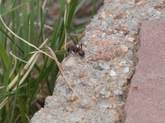 Pogonomyrmex rugosus