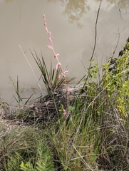 Polianthes zapopanensis