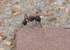 Pogonomyrmex rugosus