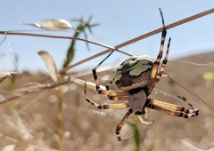 Argiope aurantia