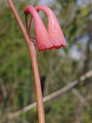 Polianthes zapopanensis