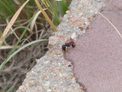 Pogonomyrmex rugosus