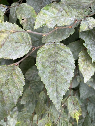 Erysiphe arcuata