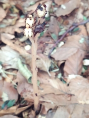 Monotropa hypopitys