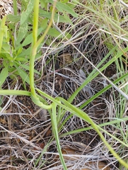 Polianthes zapopanensis