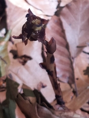 Monotropa hypopitys