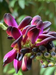 Wisteria frutescens