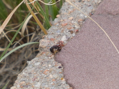 Pogonomyrmex rugosus