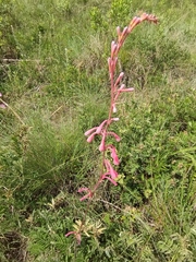 Polianthes zapopanensis