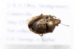 Mcphersonarcys aequalis