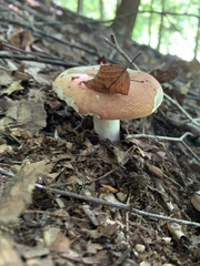 Russula compacta