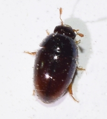 Olibrus