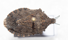 Brochymena quadripustulata