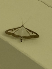 Cydalima perspectalis