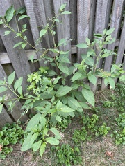 Phytolacca americana
