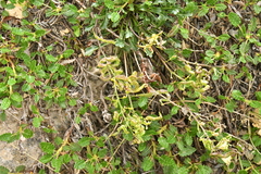 Brassica repanda repanda