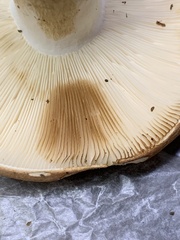 Russula compacta